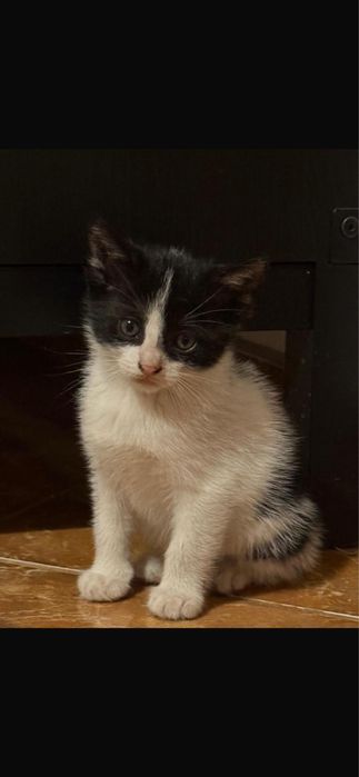 Ofer spre adoptie doi motanei de 6 saptamani, Bucuresti Sectorul 1