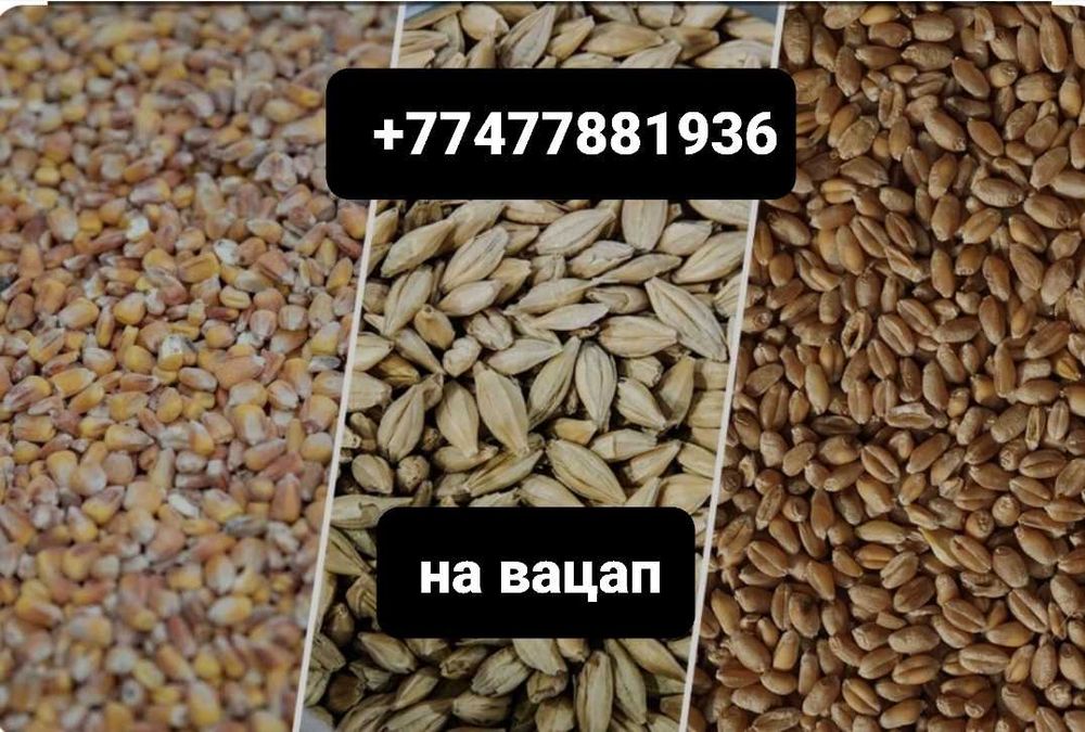 Корм для для сельхоз живут