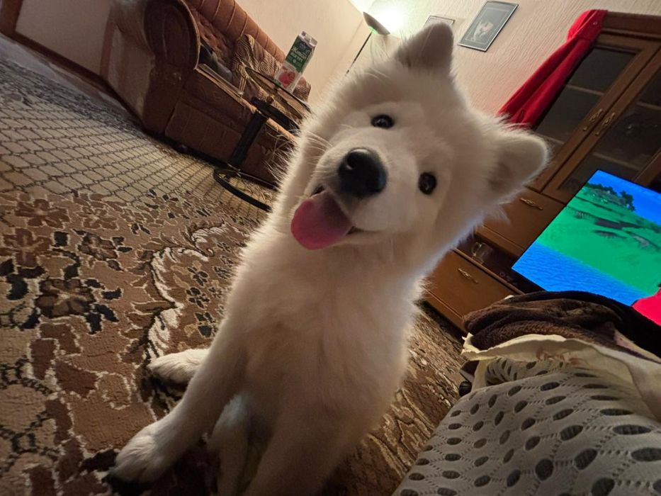 Самоед с документами