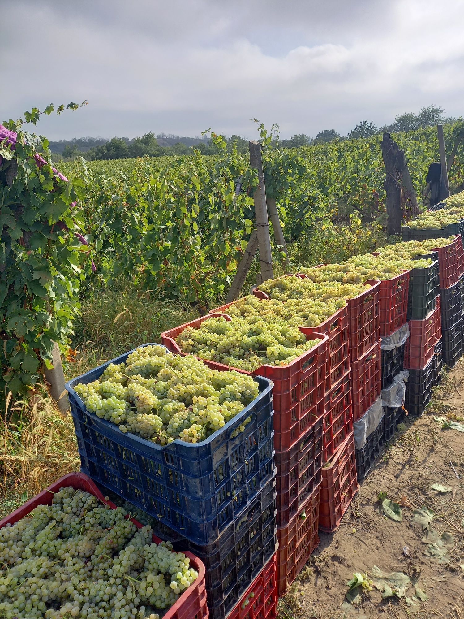 Struguri de vin toate soiurile oferim transport gratu it la domiciliu