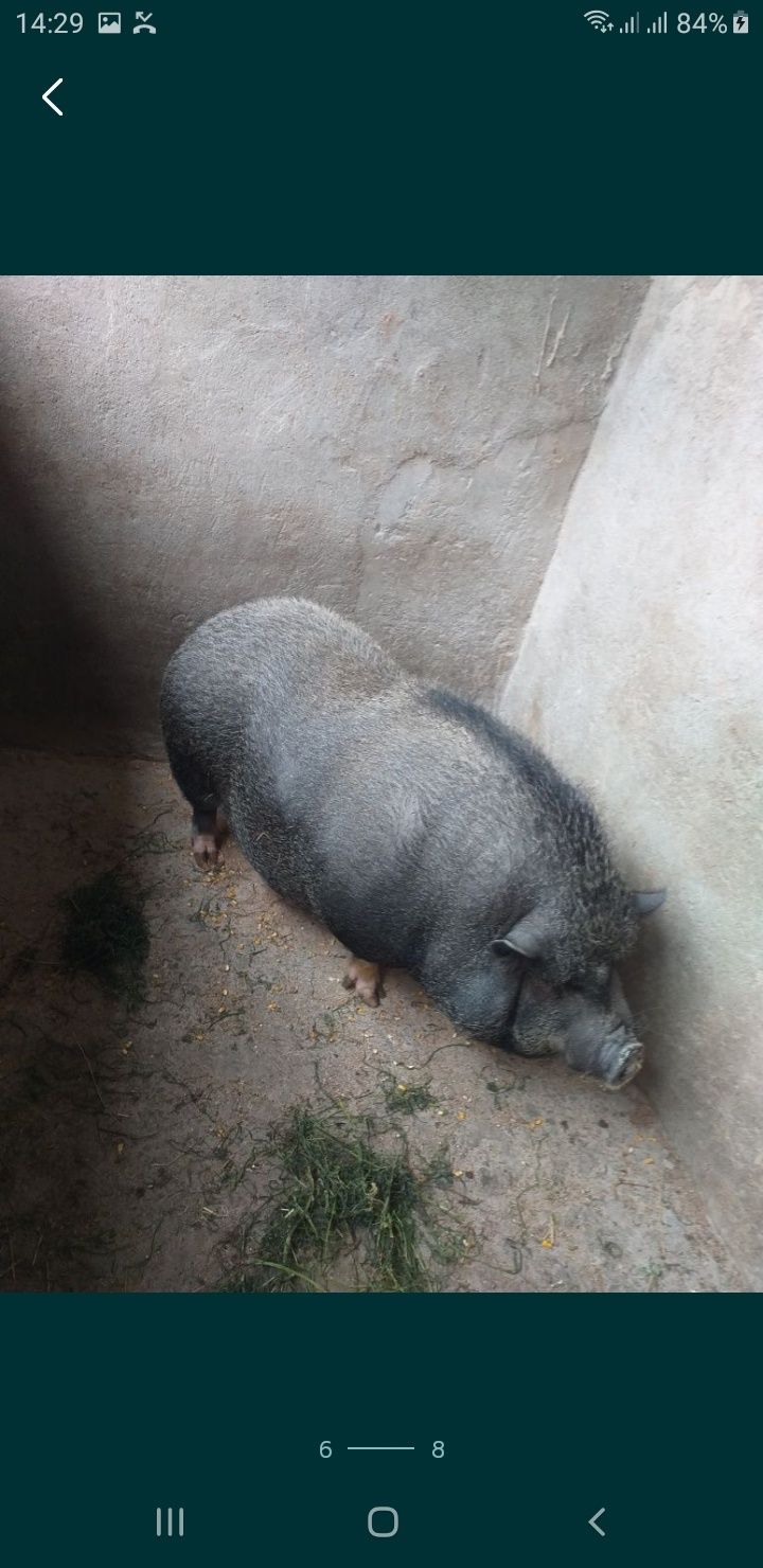 Vand Pui foarte buni!