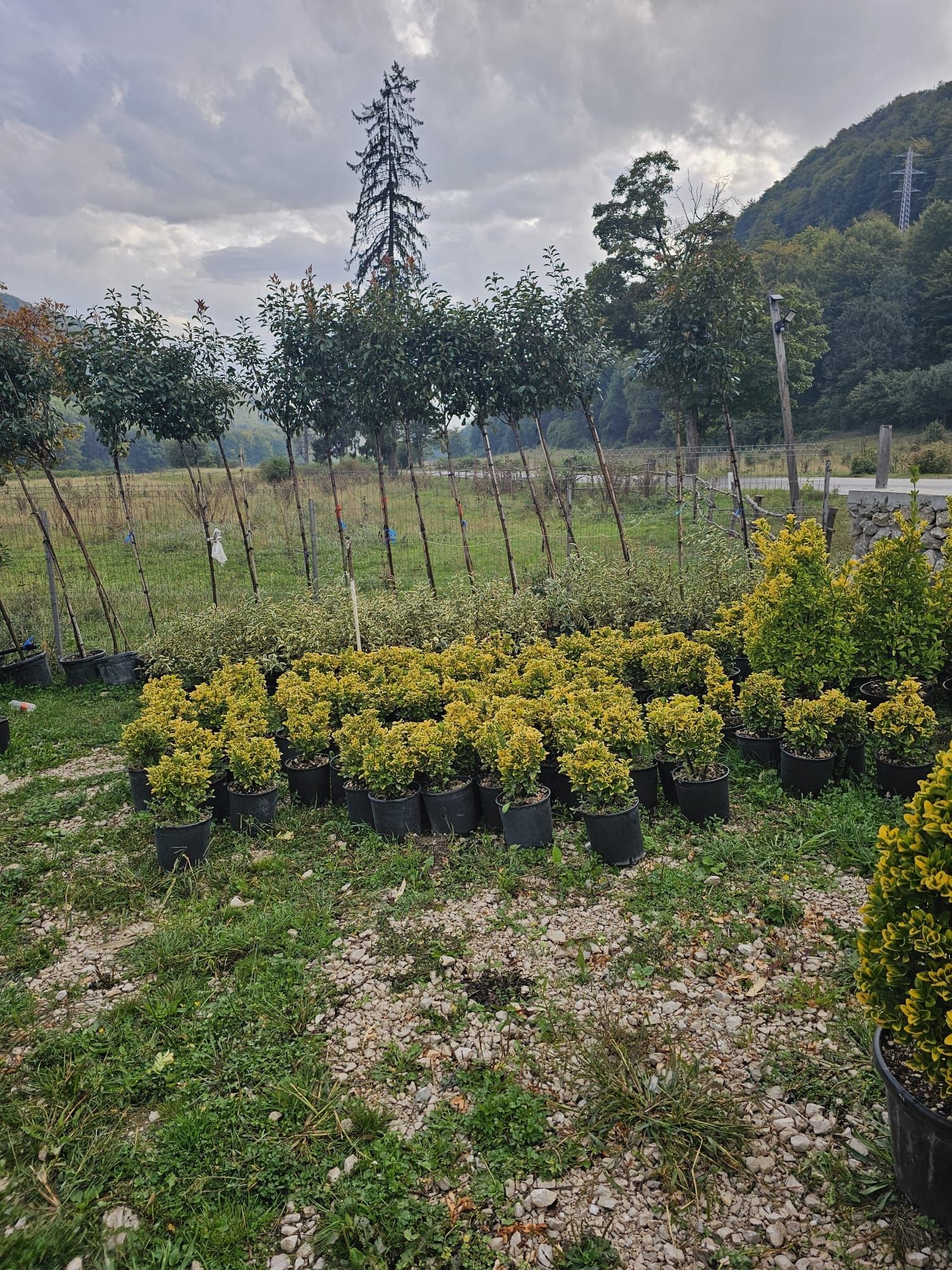 Plante ornamentale aclimatizate cu balot vand si amenajez