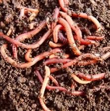 Продам черви калифорниские