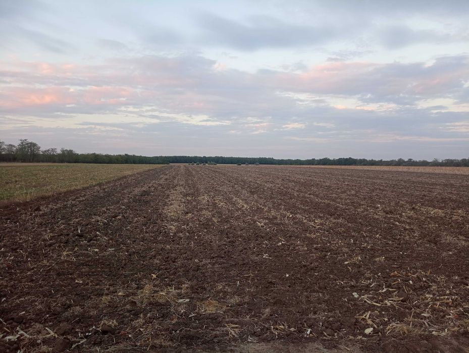 Teren extravilan arabil Dăbuleni 16100m²