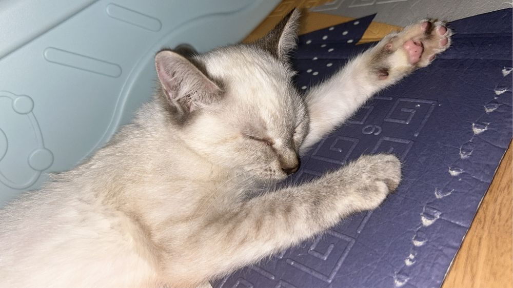 Отдам котенка в добрые руки