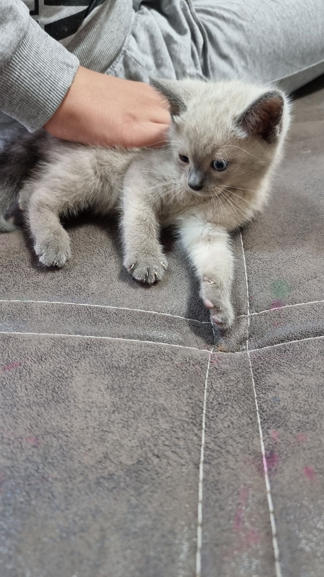 Продаётся сиамский котёнок