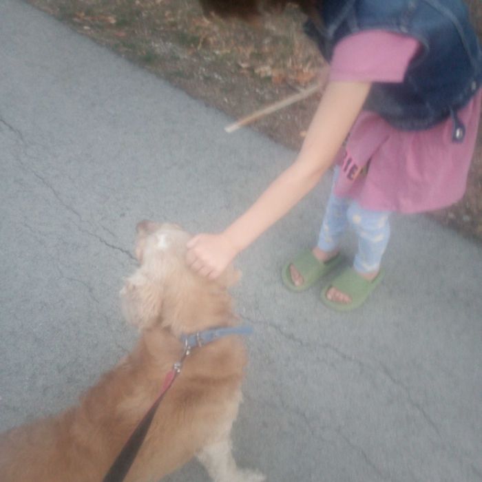 Кокер шпаньол продавам