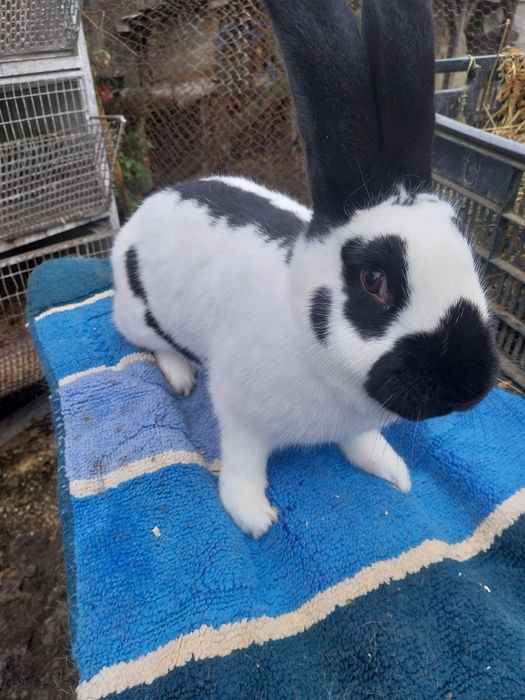 De vânzare iepurii ,