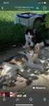 Pisicute pentru adoptie