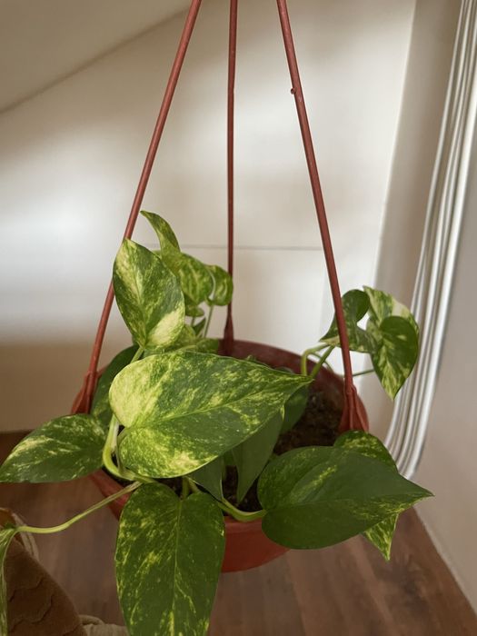 Домашние ростения