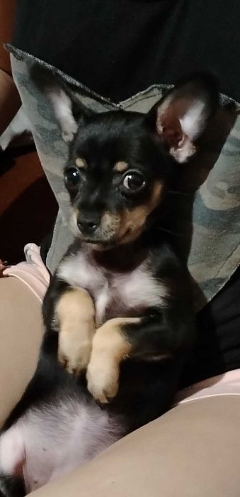 Женски мини чихопинчер