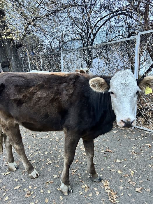Тана сатылады , Алатау пародасы