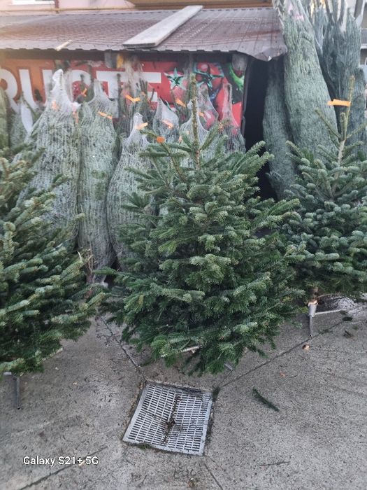 Vamd brazi de Crăciun argintii preț de la 100 la 200