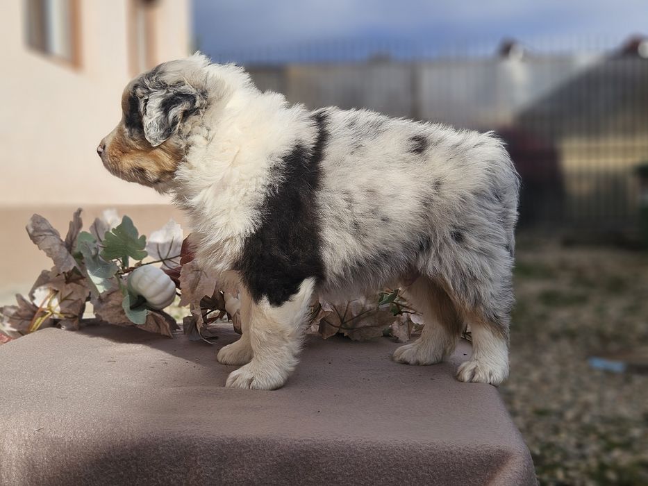 Ciobanes australian/ Aussie