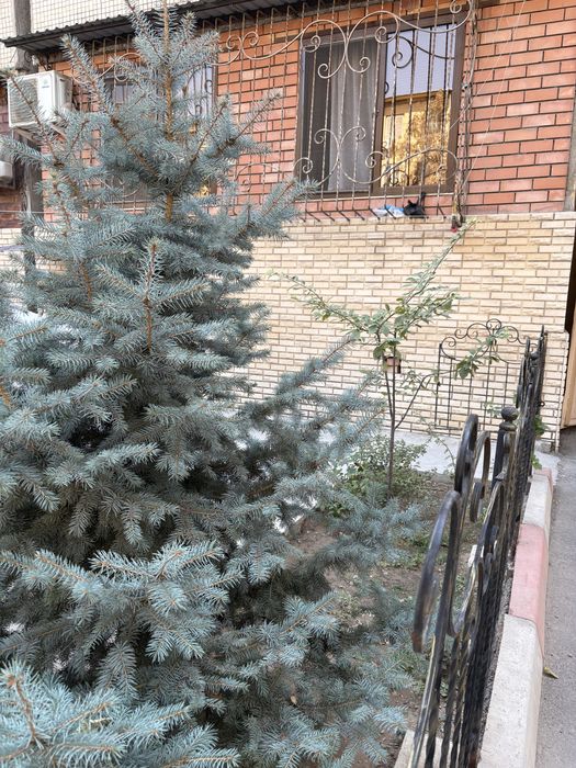 Авиасозлар-2, Конечка 2-1-4, зеркалка!