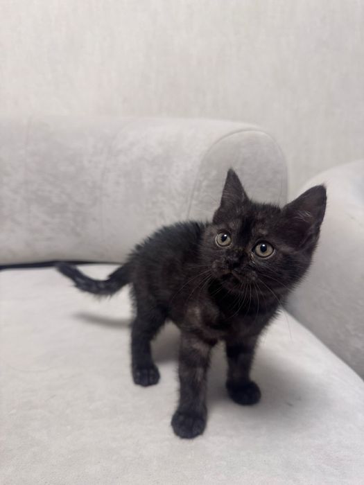 Котенок, кошка