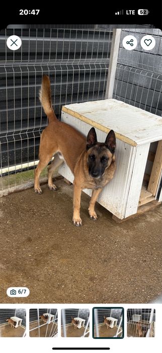 Donez ciobanesc malinois