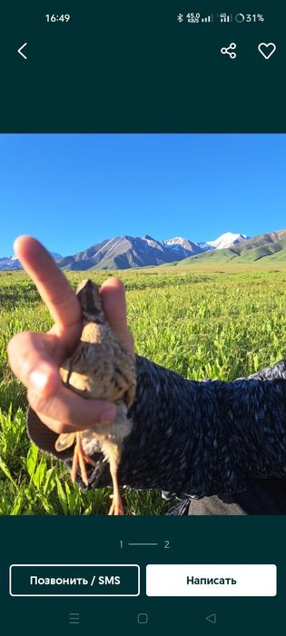 Свежие перепелки