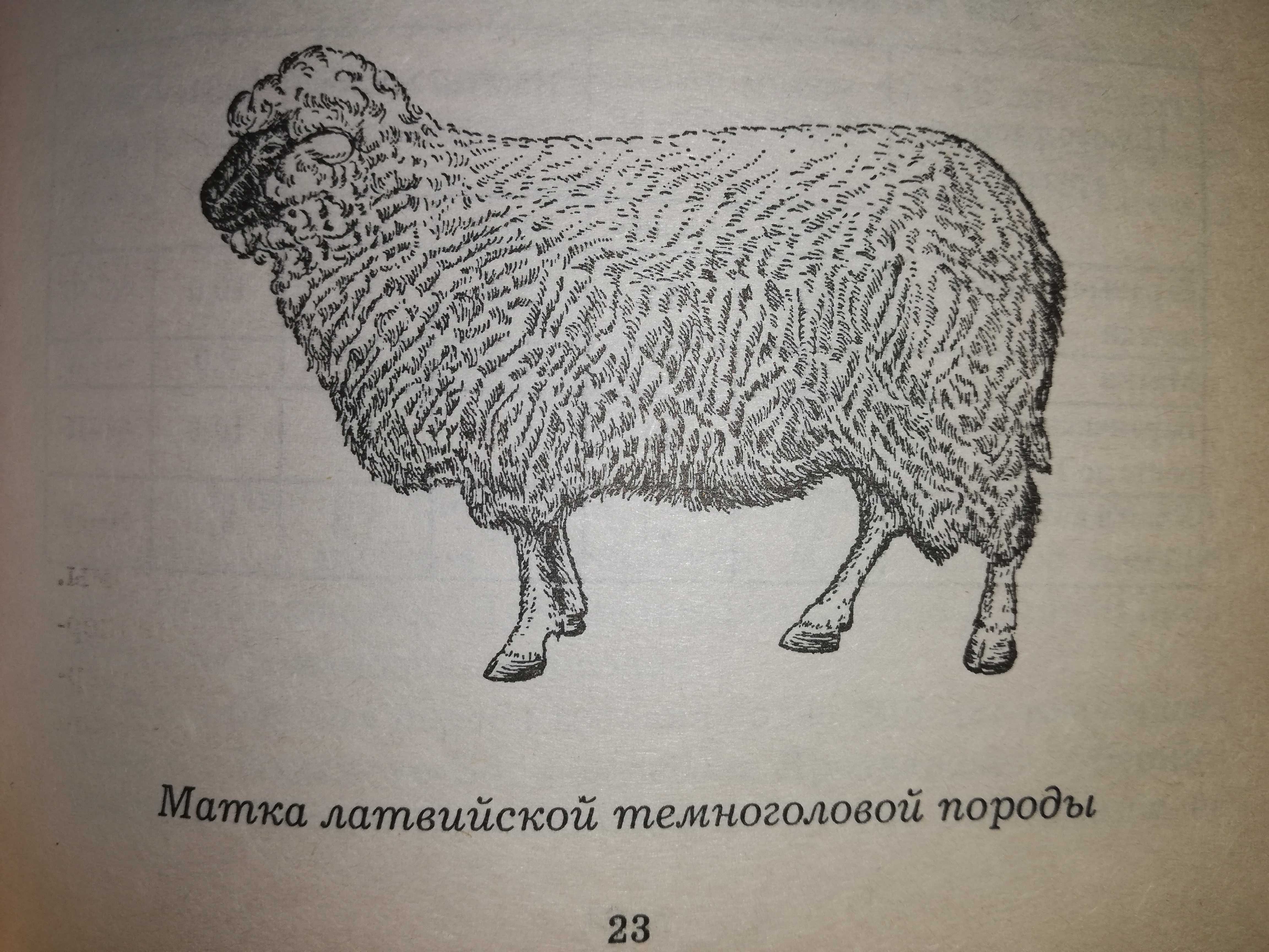 Книга ''Овцы (бараны) и козы (козлы)''