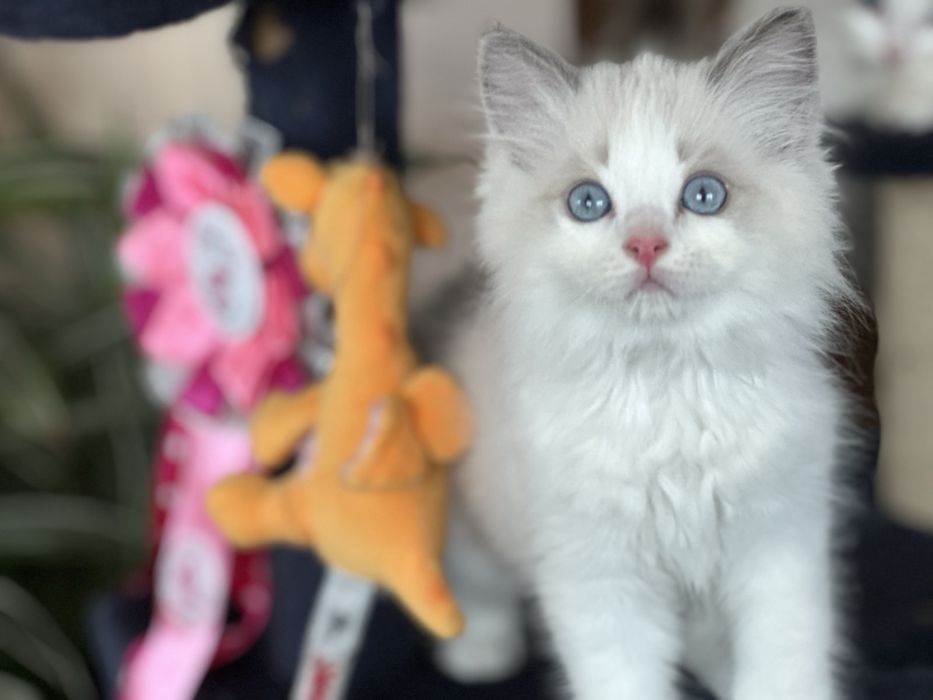 Регдол  / Ragdoll /  котенца