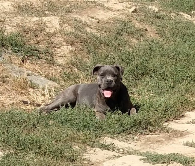 Кане корсо кученца