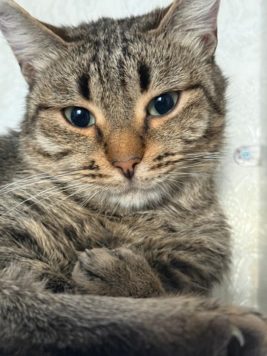 Кошечку в добрые руки