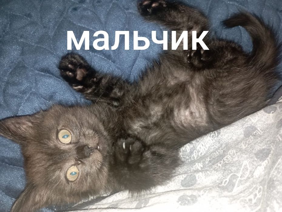 Котёнок породы дворняга