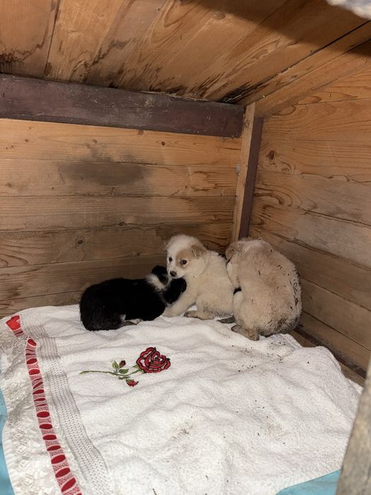 Cățeluși de 5-6 săptămâni caută adopție urgentă