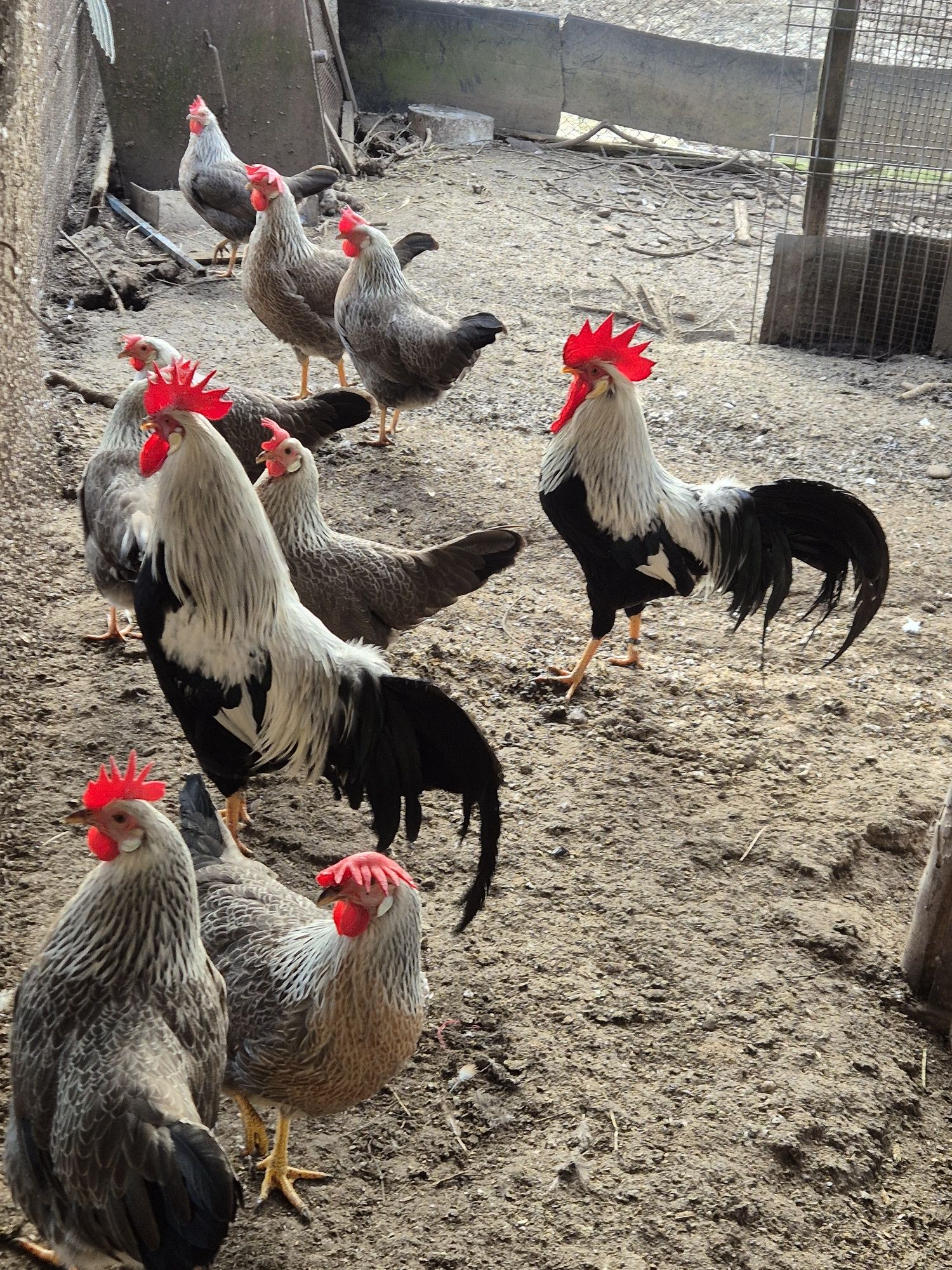 Oua de la gaini italiene si leghorn alb pt incubat.