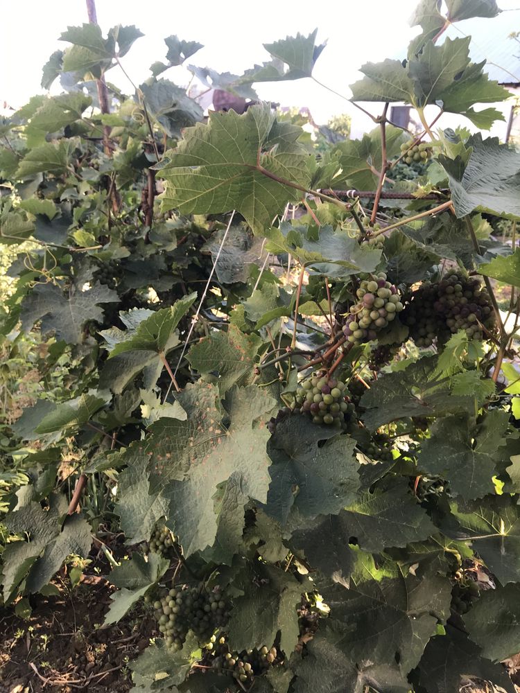 Продам жилую дачу