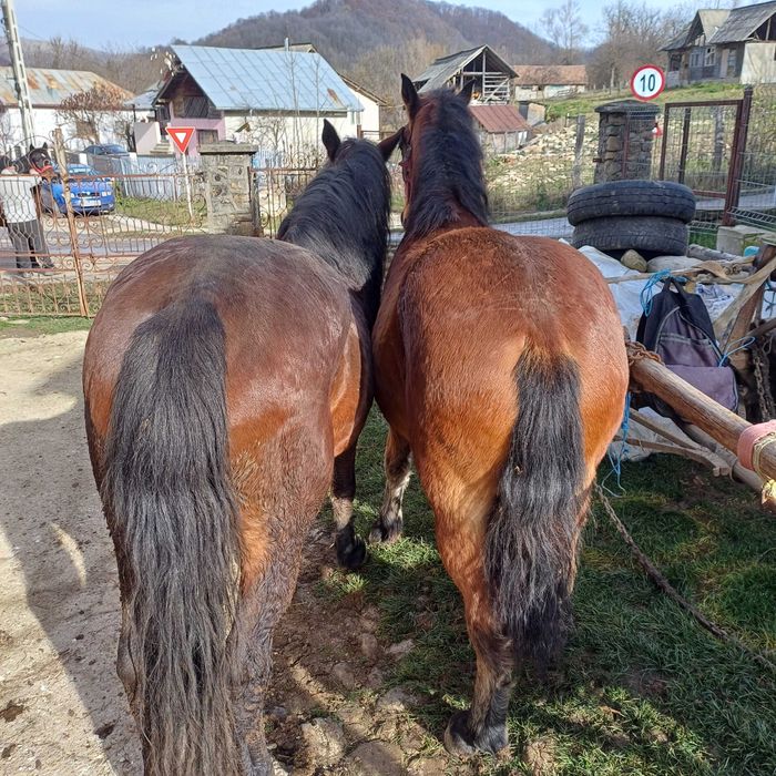 Vand cârlan in varsta de 1 an si jumătate