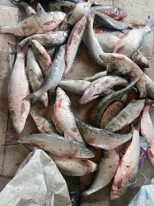Свежий Рыба Атырау