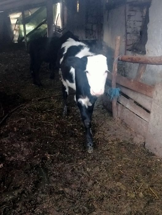 Vițea de vânzare înțărcată