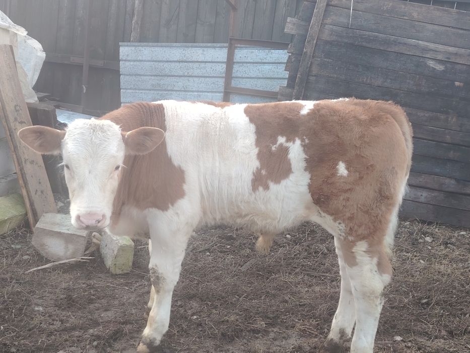 Vând vițel 3luni jumate
