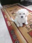 Bichon Maltez fetita