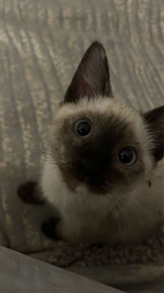 Продается кошка