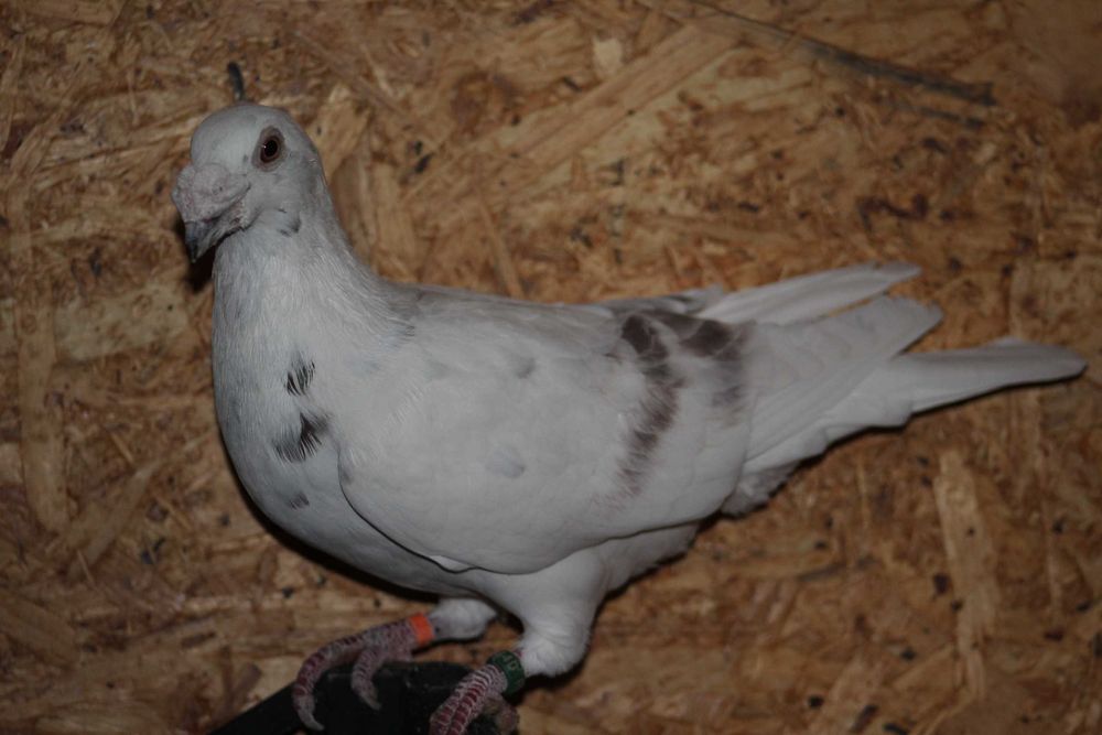 porumbei duduros