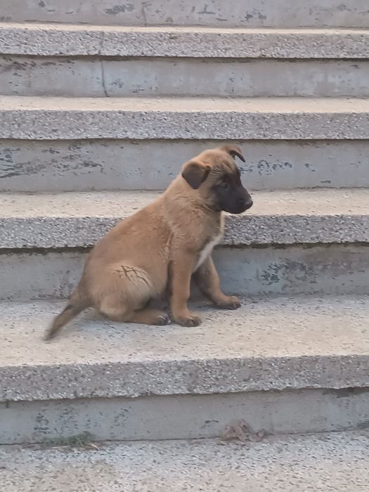 Белгийска овчарка -Малиноа.