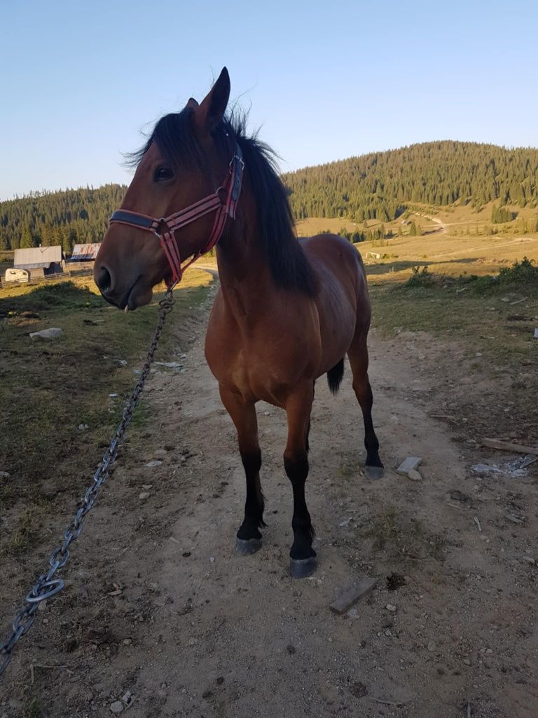 Vând mânza  de 11 luni mai multe detalii  la telefon