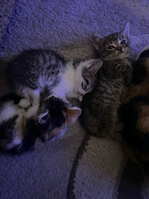Пушистики 1,5 месяцев ищут дом