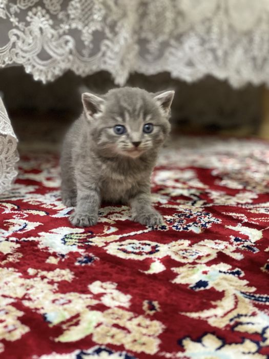 Котенок шиншила 1 месяц