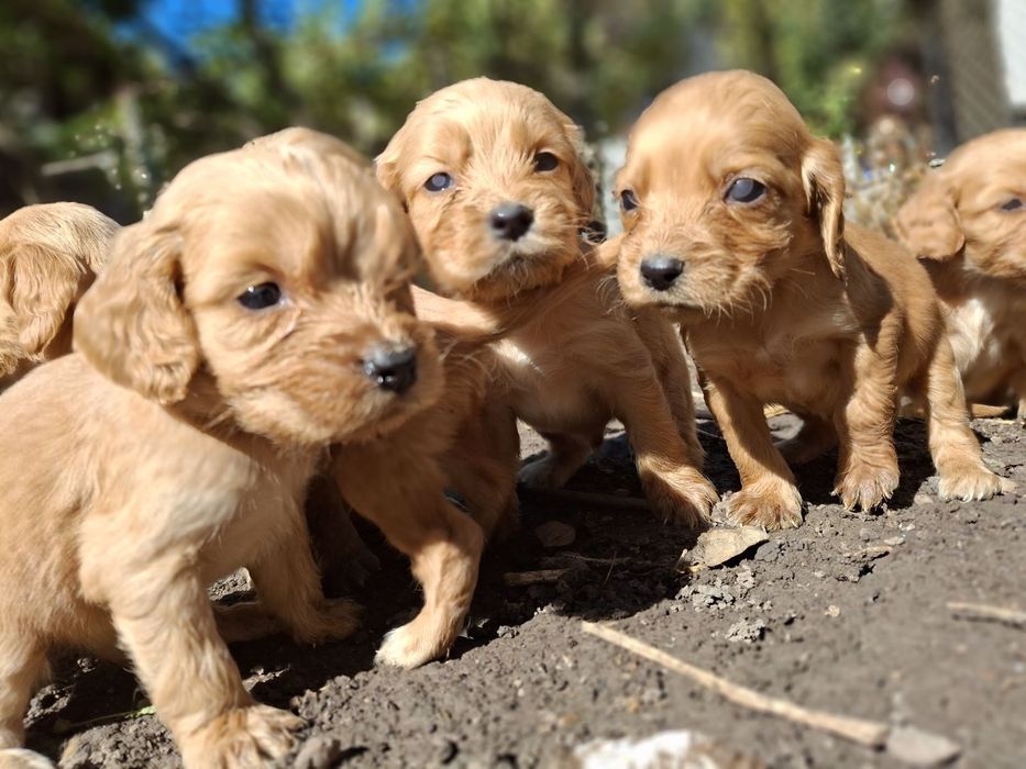 Малки кученца Кокер Шпаньол