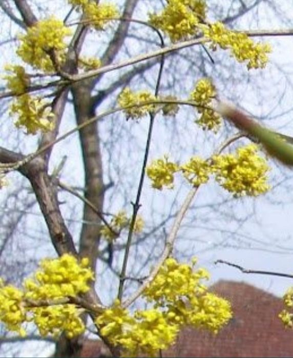 Puieti corn fructifer / Cornus mass