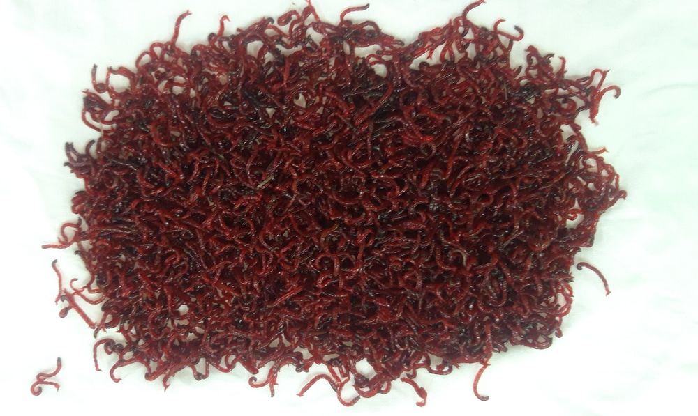 Мотыль, живец карась