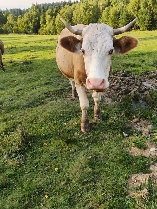 Vaca de lapte, 7 spre 8 ani