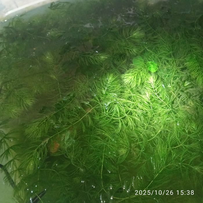 Роголистник для аквариума растения