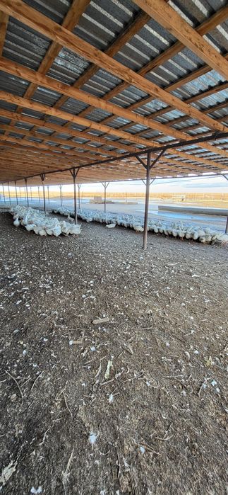 Продам гусей и уток