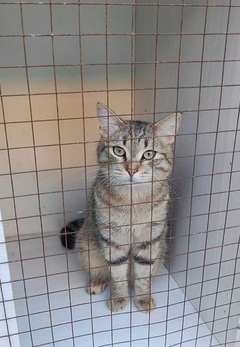 Интеллигентный котик ищет дом