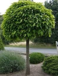 Catalpa umbrela.