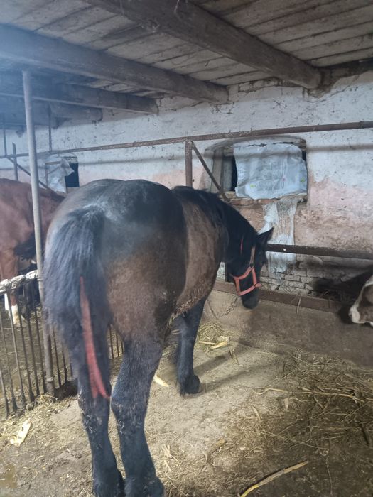 Minz de vinzare voarte cuminte